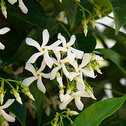 50 Stück Jasmin samen Einzigartige lange Blütenblätter Elegante Kletterblumen Es ist die beste Wahl für die Gartendekoration Einfacher Anbau von Flower field Story