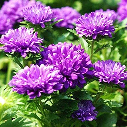 50 Stück Selten Lila Chrysanthemen Samen Mehrjährige Blume Seltene Gentechnikfreie Topfpflanze Bonsai Blumen Samen Gartenbalkon Dekoration von Flower field Story