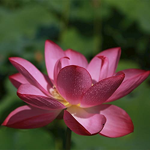 50 Stücke Lotus Samen Seerose Mehrjährige kältebeständige Wasserblumen Rosa Blumen blühen im Gartenteich Hervorragende Aussicht von Flower field Story