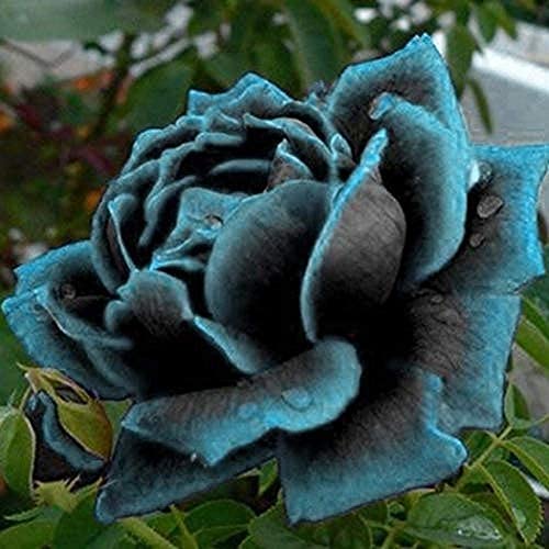 50 Stücke Rose Blumensamen Seltene Minze Rosensamen 'Dark Night' Blumen Duftende Blüten Exotische mehrjährige essentielle exotische Blumen Von Gärtnern geliebt von Flower field Story