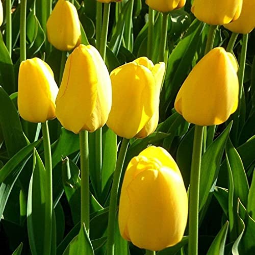5Stücke Tulpe Glühbirnen Zwiebeln zum Pflanzung von winterharten Exotische und atemberaubende mehrjährige Frühling sblumen zwiebeln von Flower field Story