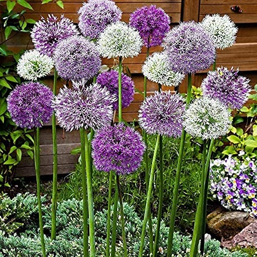 6 Stück Mix Allium Zwiebeln Duft Allium giganteum Outdoor Flowers Gardens Mehrjährige Kräuter Blühende Frühlingszwiebel Zwiebel zum Pflanzen jetzt von Flower field Story