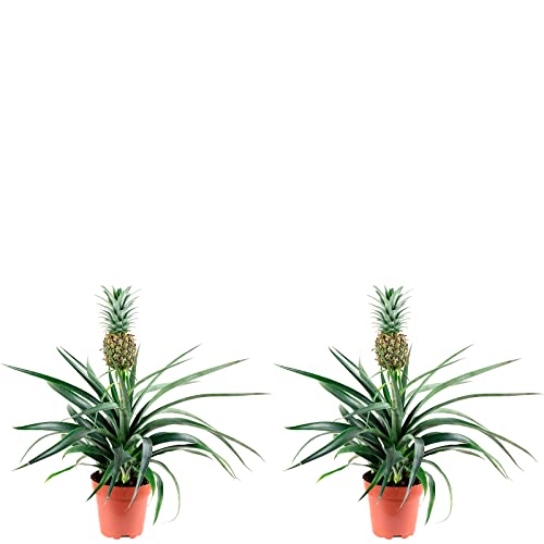 2er-Set Ananas (mit Frucht) - echte Zimmerpflanze, Ananas Corona - Höhe ca. 45 cm, Topf-Ø 12 cm von Flowerbox
