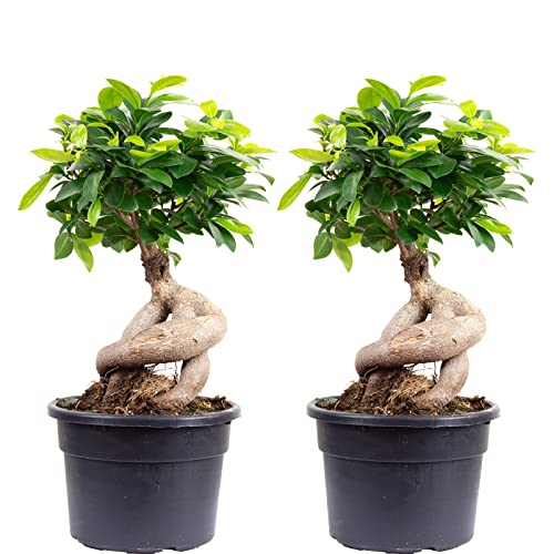 2er-Set Chinesische Feige - echte Zimmerpflanze, Ficus Ginseng - Höhe ca. 40 cm, Topf-Ø 17 cm 2er-Set Chinesische Feige - echte Zimmerpflanze, Ficus Ginseng - Höhe ca. 40 cm, Topf-Ø 17 cm von Flowerbox