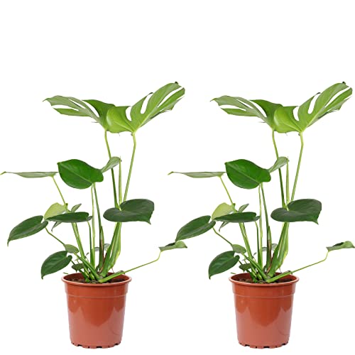 2er-Set Fensterblatt - echte Zimmerpflanze, Monstera Deliciosa - Höhe ca. 75 cm, Topf-Ø 19 cm 2er-Set Fensterblatt - echte Zimmerpflanze, Monstera Deliciosa - Höhe ca. 75 cm, Topf-Ø 19 cm von Flowerbox