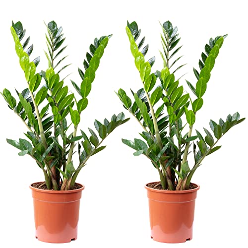 2er-Set Glücksfeder - echte Zimmerpflanze, Zamioculcas zamiifolia 9+ - Höhe 90 cm, Topf-Ø 21 cm von Flowerbox