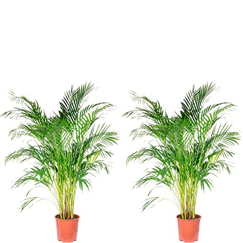 2er-Set Goldfruchtpalme - echte Zimmerpflanze, Areca Dypsis Lutescens - Höhe ca. 120 cm, Topf-Ø 24 cm von Flowerbox