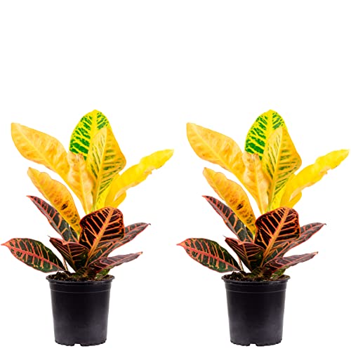 2er-Set Wunderstrauch 'Petra' - echte Zimmerpflanze, Codiaeum Petra - Höhe ca. 40 cm, Topf-Ø 13 cm von Flowerbox