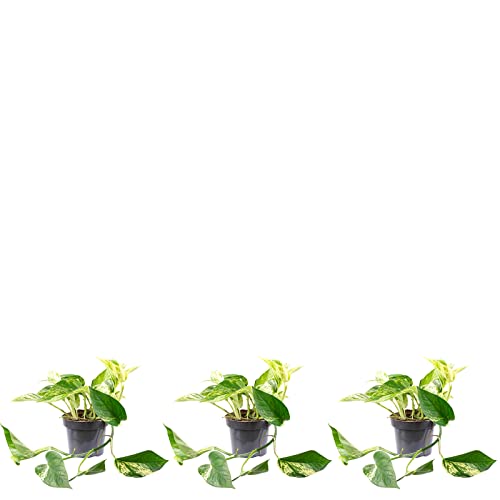 3er-Set Efeutute -Höhe ca. 15 cm, Topf-Ø 12 cm - Epipremnum aureum 3er-Set Efeutute -Höhe ca. 15 cm, Topf-Ø 12 cm - Epipremnum aureum von Flowerbox
