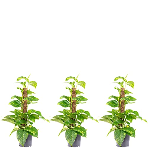 3er-Set Efeutute am Moosstab - echte Zimmerpflanze, Epipremnum aureum - Höhe ca. 50 cm, Topf-Ø 15 cm von Flowerbox