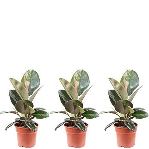 3er-Set Gummibaum - echte Zimmerpflanze, Ficus elastica 'Robusta' - Höhe ca. 50 cm, Topf-Ø 17 cm 3er-Set Gummibaum - echte Zimmerpflanze, Ficus elastica 'Robusta' - Höhe ca. 50 cm, Topf-Ø 17 cm von Flowerbox