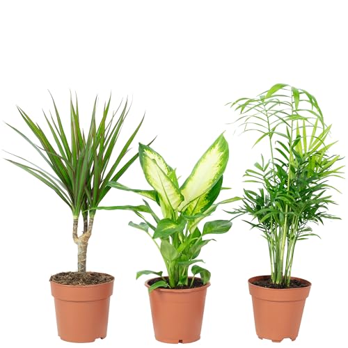 3er-Set pflegeleichte Zimmerpflanzen Chamaedorea, Dieffenbachie, Dracaena - pflegeleichte Zimmerpflanze, Topf-Ø 10-12 cm von Flowerbox