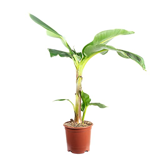 Bananenpflanze - echte Zimmerpflanze, Musa 'Dwarf Cavendish' - Höhe 95 cm, Topf-Ø 21 cm von Flowerbox