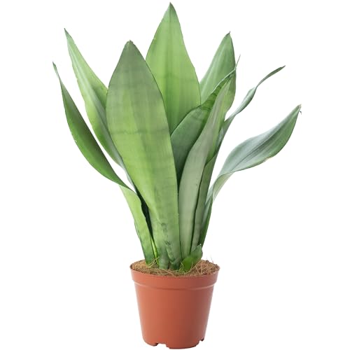 Bogenhanf - Sansevieria trifasciata 'Moonshine' - Höhe ca. 35 cm, Topf-Ø 12 cm von Flowerbox