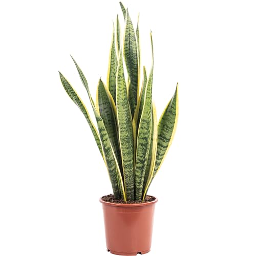 Bogenhanf - pflegeleichte Zimmerpflanze, Sansevieria trifasciata Laurentii - Höhe ca. 45 cm, Topf-Ø 14 cm von Flowerbox