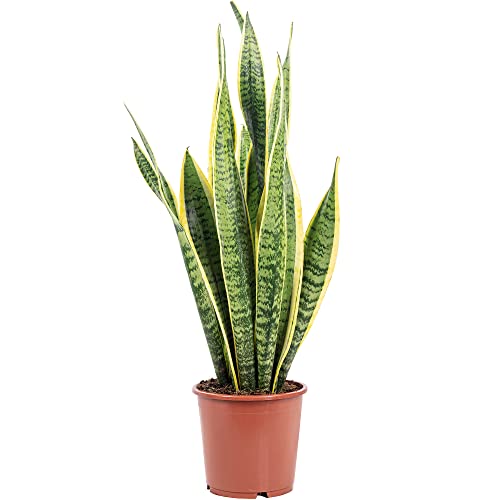 Bogenhanf - pflegeleichte Zimmerpflanze, Sansevieria trifasciata Laurentii - Höhe ca. 50 cm, Topf-Ø 17 cm von Flowerbox