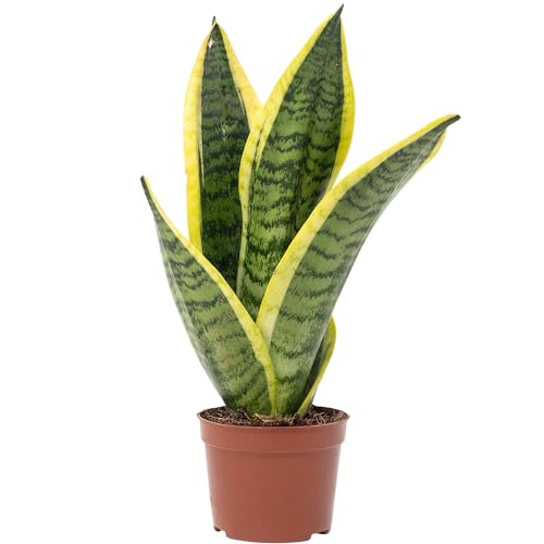 Bogenhanf - pflegeleichte Zimmerpflanze, Sansevieria trifasciata Superba - Höhe ca. 30 cm, Topf-Ø 9 cm von Flowerbox