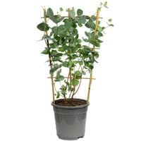Eukalyptus - Eucalyptus cinerea - Höhe ca. 60 cm, Topf-Ø 17 cm Eukalyptus - Eucalyptus cinerea - Höhe ca. 60 cm, Topf-Ø 17 cm von Flowerbox