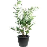 Eukalyptus - Eucalyptus gunnii 'Blue Ice' - Höhe ca. 75 cm, Topf-Ø 23 cm Eukalyptus - Eucalyptus gunnii 'Blue Ice' - Höhe ca. 75 cm, Topf-Ø 23 cm von Flowerbox