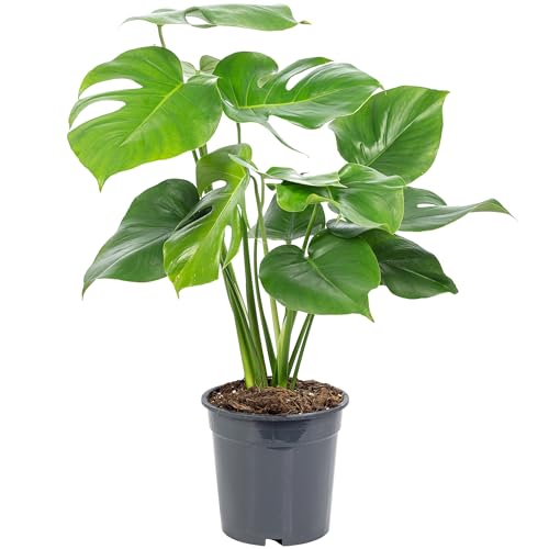 Fensterblatt - pflegeleichte Zimmerpflanze, Monstera Deliciosa - Höhe ca. 75 cm, Topf-Ø 19 cm von Flowerbox