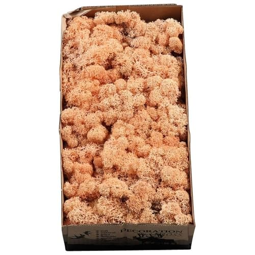 Flowerbox Karton Islandmoos Apricot - 500g Flowerbox Karton Islandmoos Apricot - 500g von Flowerbox