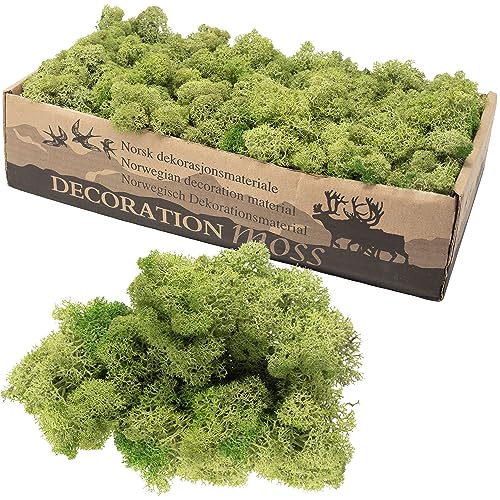 Flowerbox Karton Islandmoos Mittelgrün 500g von Flowerbox