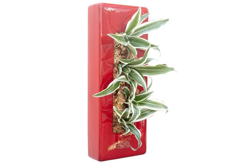 Flowerbox Wanddekoobjekt Wandbegrünung Flowerbox Wanddekoobjekt Wandbegrünung von Flowerbox