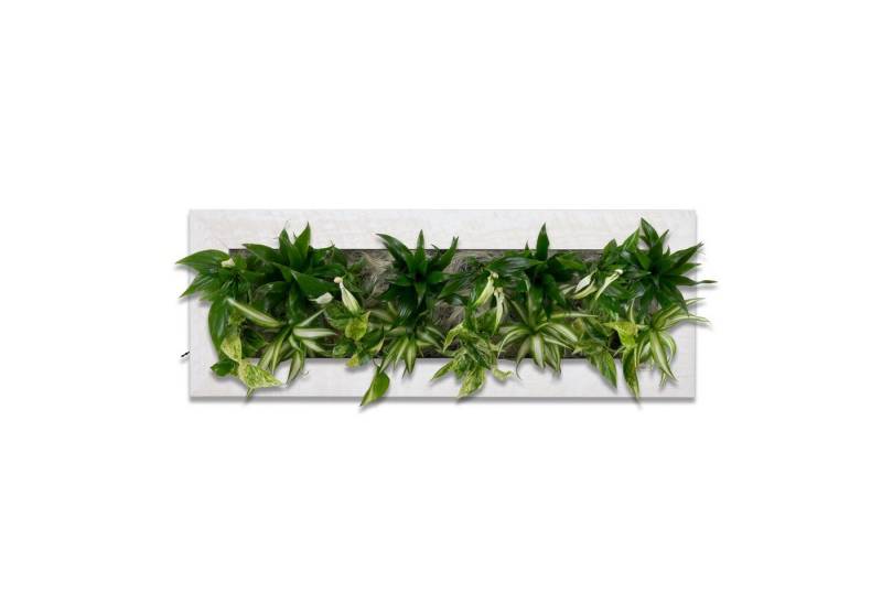 Flowerbox Wanddekoobjekt Flowerwall L - holz weiß - 89x33 cm Flowerbox Wanddekoobjekt Flowerwall L - holz weiß - 89x33 cm von Flowerbox