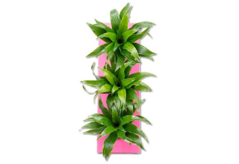 Flowerbox Wanddekoobjekt Karton-Flowerbox Sweet 3 - rosa - 36x11,5 cm Flowerbox Wanddekoobjekt Karton-Flowerbox Sweet 3 - rosa - 36x11,5 cm von Flowerbox