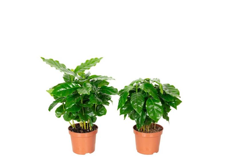 Flowerbox Zimmerpflanze 2er-Set Kaffeepflanze - Coffea Arabica, - Höhe ca. 20 cm, Topf-Ø 9 cm von Flowerbox