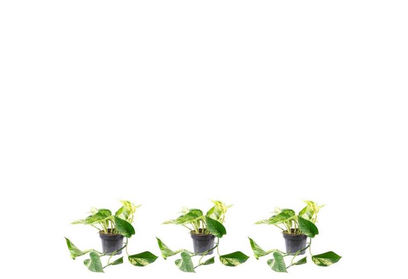 Flowerbox Zimmerpflanze 3er-Set Efeutute - Epipremnum aureum, - Höhe ca. 15 cm, Topf-Ø 12 cm von Flowerbox