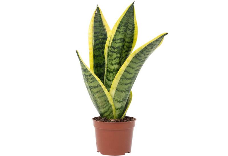 Flowerbox Zimmerpflanze Bogenhanf - Sansevieria trifasciata, pflegeleicht - Höhe ca. 30 cm, Topf-Ø 9 cm von Flowerbox