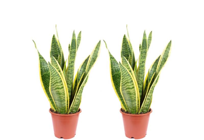 Flowerbox Zimmerpflanze Bogenhanf - Sansevieria trifasciata Laurentii, 2er-Set, pflegeleicht - Höhe ca. 35 cm, Topf-Ø 12 cm von Flowerbox