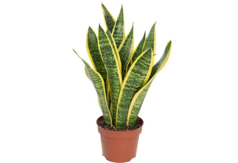 Flowerbox Zimmerpflanze Bogenhanf - Sansevieria trifasciata Laurentii, - Höhe ca. 35 cm, Topf-Ø 12 cm von Flowerbox