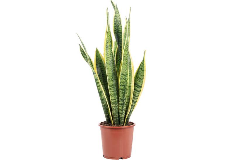 Flowerbox Zimmerpflanze Bogenhanf - Sansevieria trifasciata Laurentii, - Höhe ca. 65 cm, Topf-Ø 17 cm von Flowerbox