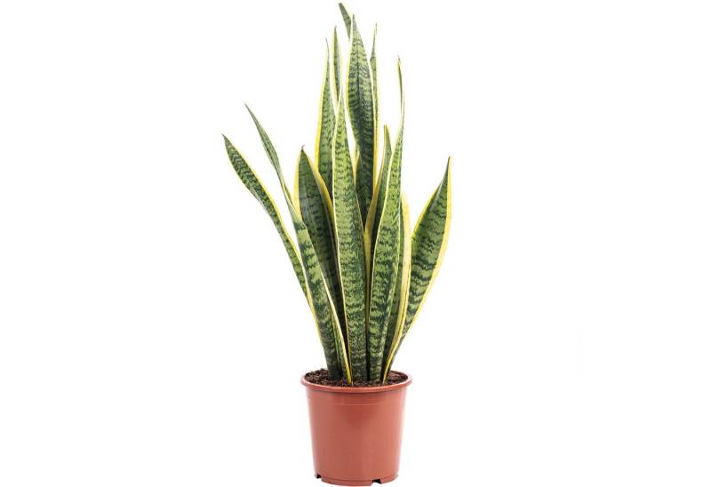 Flowerbox Zimmerpflanze Bogenhanf - Sansevieria trifasciata Laurentii, pflegeleicht - Höhe ca. 45 cm, Topf-Ø 14 cm von Flowerbox