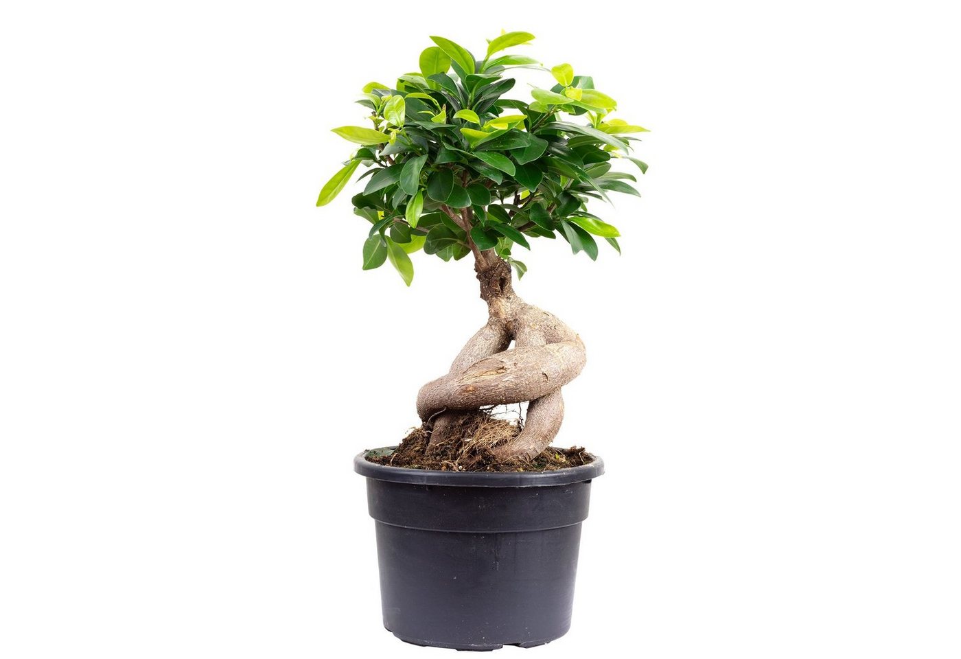 Flowerbox Zimmerpflanze Chinesische Feige - Ficus Ginseng, - Höhe ca. 40 cm, Topf-Ø 17 cm von Flowerbox