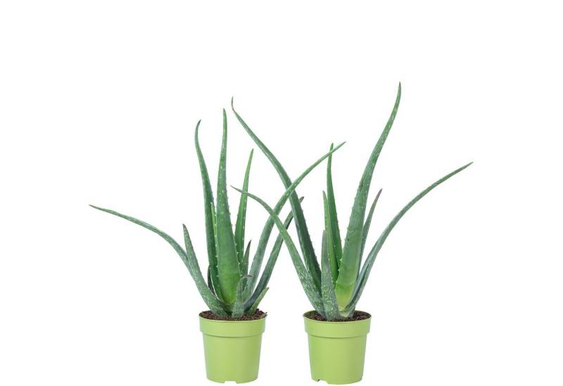 Flowerbox Zimmerpflanze Echte Aloe - Aloe vera, 2er-Set, pflegeleicht - Höhe ca. 40 cm, Topf-Ø 12 cm von Flowerbox