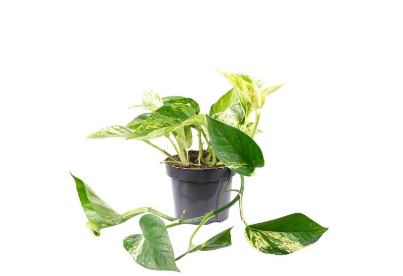 Flowerbox Zimmerpflanze Efeutute - Epipremnum aureum, - Höhe ca. 15 cm, Topf-Ø 12 cm von Flowerbox