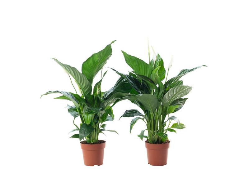 Flowerbox Zimmerpflanze Einblatt 3-5 Blüten/Knospen - Spathiphyllum, 2er-Set, pflegeleicht - Höhe ca. 50 cm, Topf-Ø 13 cm von Flowerbox
