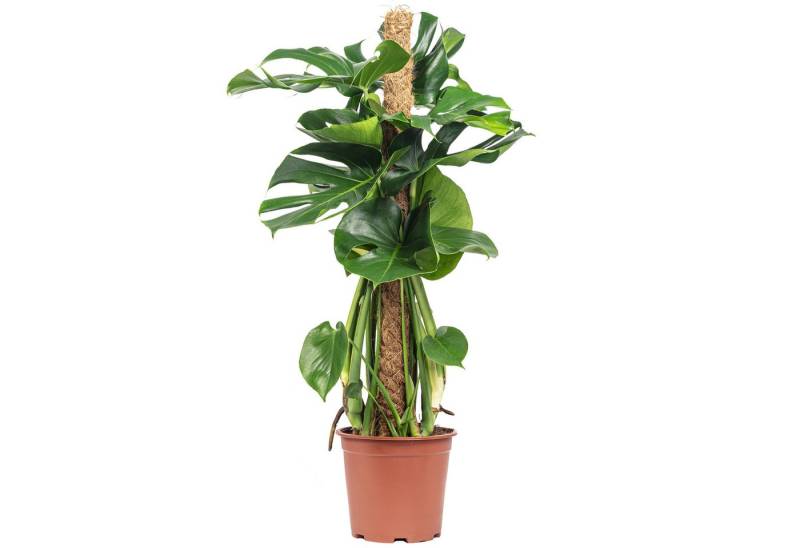 Flowerbox Zimmerpflanze Fensterblatt am Moosstab - Monstera deliciosa, pflegeleicht - Höhe ca. 80 cm, Topf-Ø 19 cm von Flowerbox