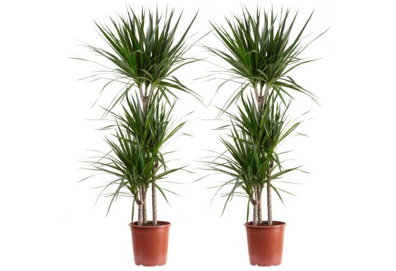 Flowerbox Zimmerpflanze Gerandeter Drachenbaum - Dracaena marginata, 2er-Set, pflegeleicht - Höhe ca. 120 cm, Topf-Ø 21 cm von Flowerbox