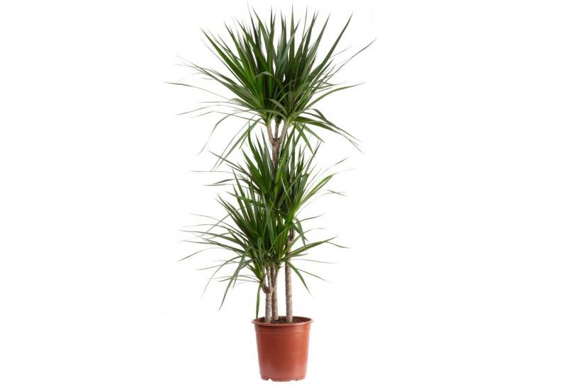 Flowerbox Zimmerpflanze Gerandeter Drachenbaum - Dracaena marginata, pflegeleicht - Höhe ca. 120 cm, Topf-Ø 21 cm von Flowerbox