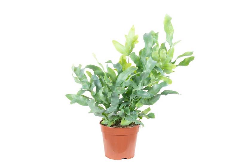 Flowerbox Zimmerpflanze Goldtüpfelfarn - Phlebodium aureum 'Blue Star', - Höhe ca. 40 cm, Topf-Ø 14 cm von Flowerbox