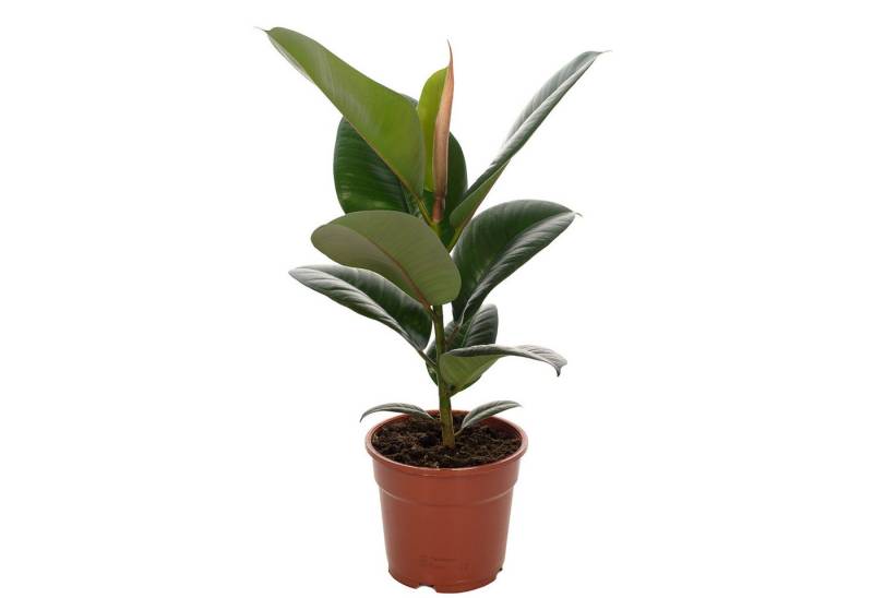 Flowerbox Zimmerpflanze Gummibaum - Ficus elastica "Robusta", - Höhe ca. 50 cm, Topf-Ø 17 cm von Flowerbox