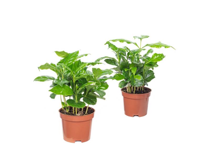 Flowerbox Zimmerpflanze Kaffeepflanze - Coffea Arabica, 2er-Set, pflegeleicht - Höhe ca. 20 cm, Topf-Ø 9 cm von Flowerbox