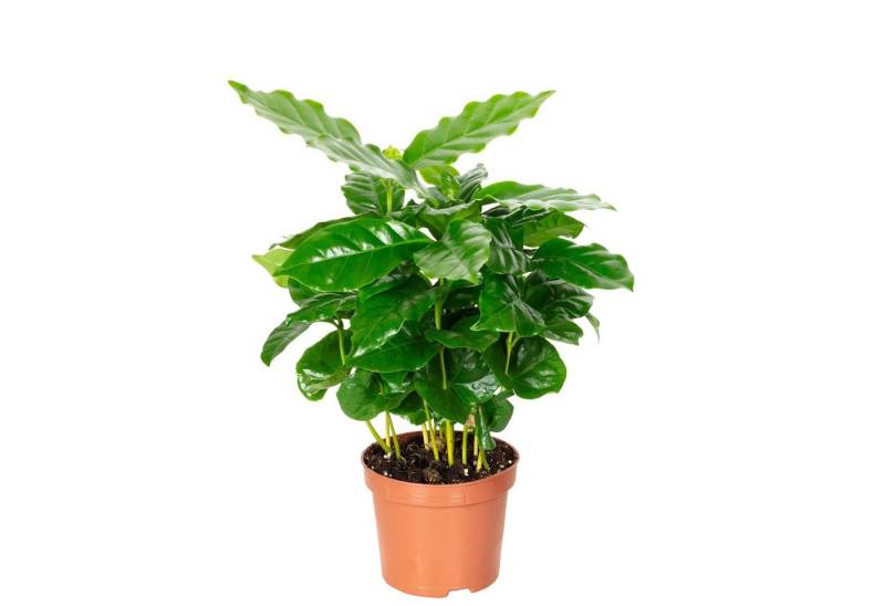 Flowerbox Zimmerpflanze Kaffeepflanze - Coffea Arabica, - Höhe ca. 20 cm, Topf-Ø 9 cm von Flowerbox