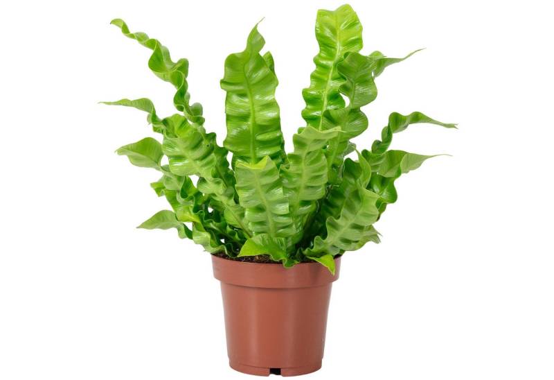 Flowerbox Zimmerpflanze Nestfarn - Asplenium nidus 'Crispy Wave', pflegeleicht - Höhe ca. 25 cm, Topf-Ø 12 cm von Flowerbox