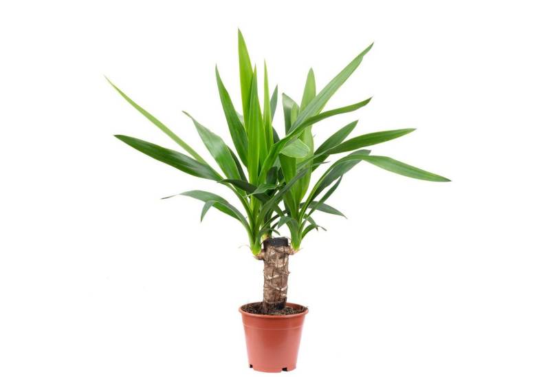 Flowerbox Zimmerpflanze Palmlilie 1-stämmig - Yucca Elephantipes Palme 20, - Höhe ca. 45 cm, Topf-Ø 12 cm von Flowerbox