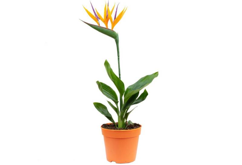 Flowerbox Zimmerpflanze Paradiesvogelblume mit Kunstblüte - Strelitzia Reginae, pflegeleicht - Höhe ca. 35-40 cm, Topf-Ø 13 cm von Flowerbox